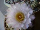 Gymnocalycium monvillei