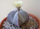 Astrophytum coahuilense