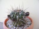 Lobivia jajoiana cv. anemone (Echinopsis marsoneri)