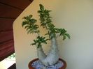 Pachypodium saundersii