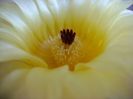 Parodia tabularis ssp. bommeljei (Notocactus bommeljei)