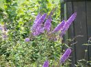 buddleja Empire Blue