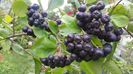 aronia