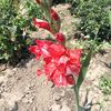 Gladiole zizanie