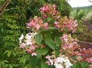 hydrangea paniculata Early Sensation