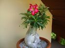 Adenium obesum