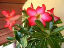 Adenium obesum