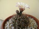 Gymnocalycium ochoterenae v. cinereum