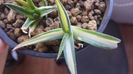 Agave guiengola mediopicta alba 50 ron