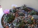 Grup de 7 Turbinicarpus