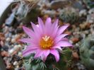 Turbinicarpus viereckii