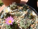 Grup de 7 Turbinicarpus