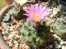 Turbinicarpus viereckii