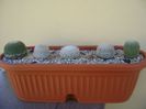 Grup de 5 Mammillaria