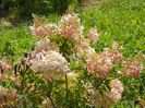 hydrangea paniculata Phantom