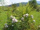 Abigail Adams si miscanthus Zebrinus