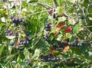 aronia melanocarpa Viking