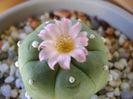 Lophophora williamsii v. jourdaniana