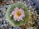 Lophophora williamsii v. jourdaniana