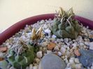 Grup de 7 Turbinicarpus