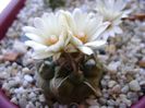 Turbinicarpus macrochele v. screvispinum