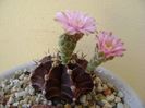 Gymnocalycium friedrichii