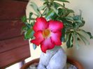 Adenium obesum