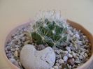 Mammillaria boolii