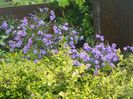 aster inalt si spiraea Gold Mound