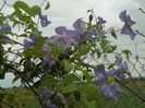 clematis Prince Charles