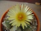 Astrophytum myriostigma