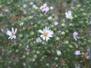 aster ericoides Schneetanne