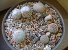 Grup de 7 Mammillaria