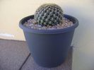 Rebutia (Sulcorebutia) arenacea