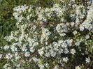 aster ericoides Schneetanne