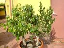 Ficus benjamin verde, variegat & Ficus curly