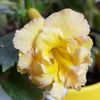 Yello English Rose