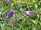 buddleja Empire Blue