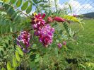 robinia hispida