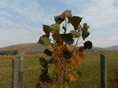 populus Purple Tower