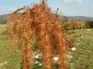 larix decidua Pendula