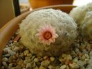 Mammillaria plumosa v. roseiflora