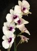 Dendrobium Chao