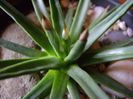 Agave albopilosa