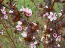 prunus cerasifera Nigra