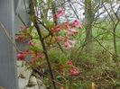 viburnum bodnantense Dawn