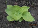 hosta Guacamole