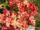 azalea Corneille