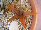 Haworthia angustifolia