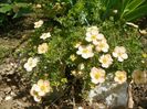 potentilla Sunset